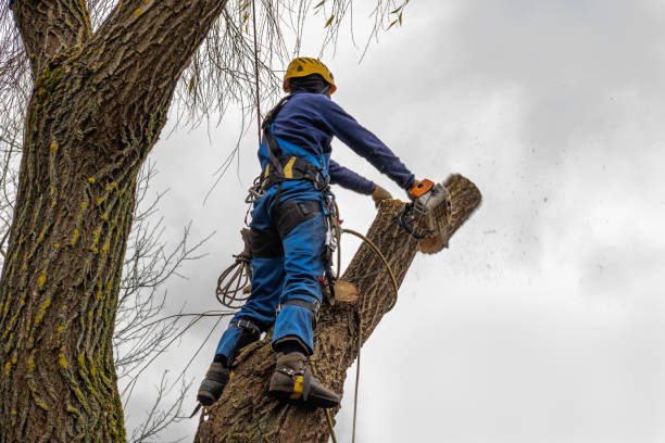 Best Arborist Consultation Services  in Kremmling, CO