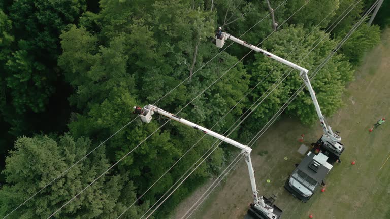 Best Commercial Tree Services  in Kremmling, CO