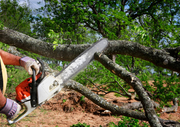 Kremmling, CO Tree Services Company